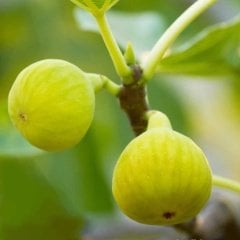 Tüplü Aromalı Bağdat İncir Fidanı