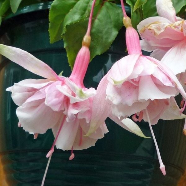 XXL Çiçekli Katmerli Pink Marshmallow Küpe Çiçeği Fidesi (2 Fide)