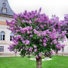 Tüplü Leylak (Syringa) Fidanı (100-200 cm)