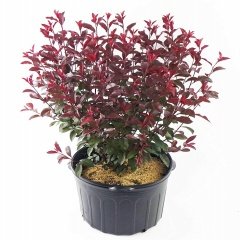 Tüplü Süs Eriği (Prunus Cerasifera) Fidanı (150-200 cm)