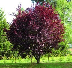 Tüplü Süs Eriği (Prunus Cerasifera) Fidanı (150-200 cm)