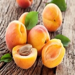 Tüplü Yayvan Gelişen Erkenci Tropikal Kayısı Fidanı
