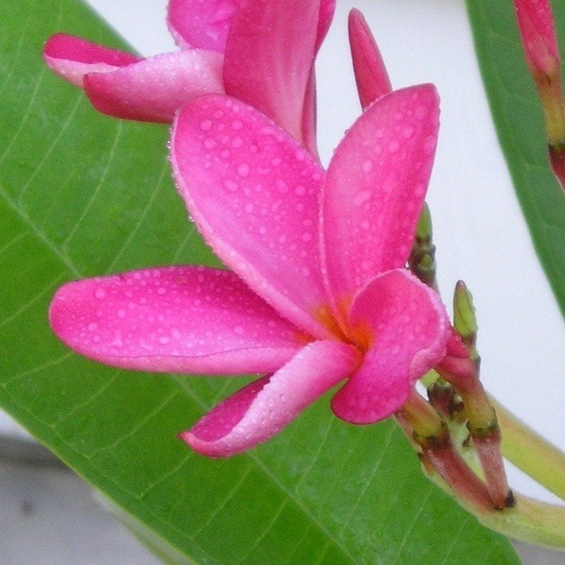 Tüplü Hoş Kokulu Pembe Plumeria Amerikan Fulu Fidanı (30-60 cm)