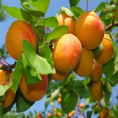 Tüplü Aromalı Çağataybey Kayısı Fidanı
