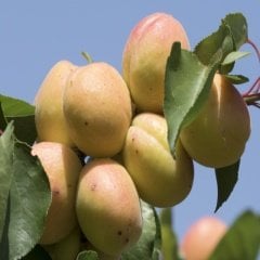 Tüplü Turuncu Roksana Kayısı Fidanı