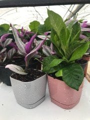 İkisi Bir Arada Telgraf Çiçeği Gardenya Ofis Salon Bitkisi