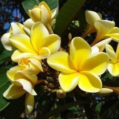 Tüplü Büyüleyici Sarı Renkli Plumeria Amerikan Fulu Fidanı (100-200cm)
