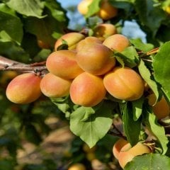 Tüplü İhracatlık Thyrinte Kayısı Fidanı