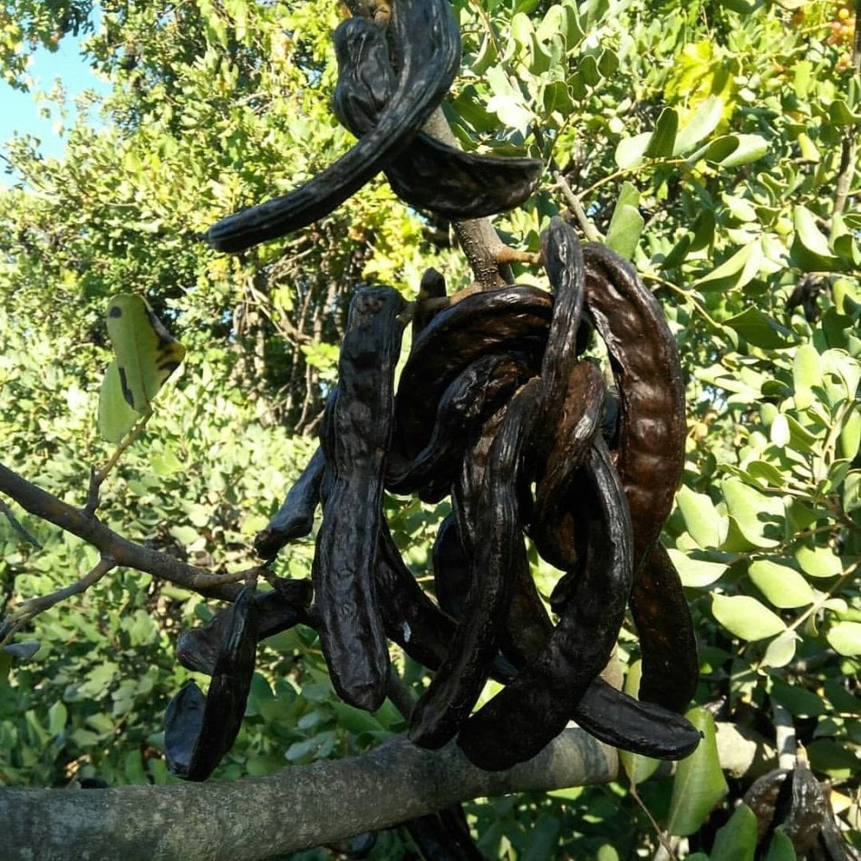 Tüplü İçi Ballı Harnup (Keçi Boynuzu) Fidanı (Aşılı)