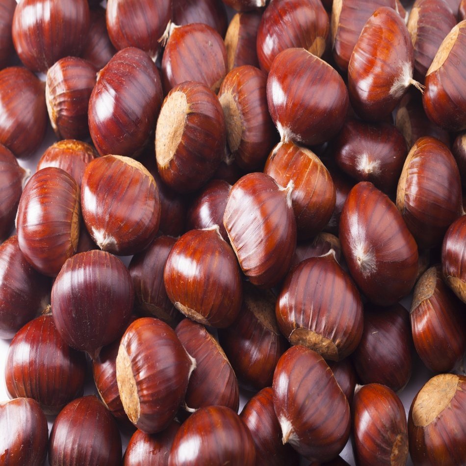 Tüplü Yöresel Kemer Kestane Fidanı