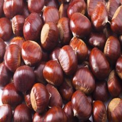 Tüplü Yöresel Kemer Kestane Fidanı