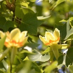 Tüplü Nadir Bulunan Lale Ağacı Fidanı