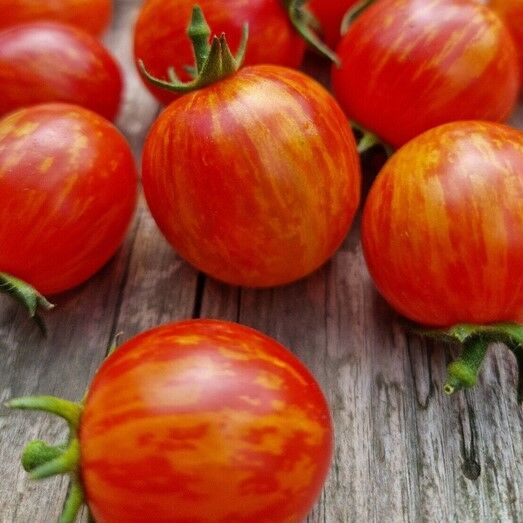 Süpernova Cherry Domates Tohumu(15 tohum)