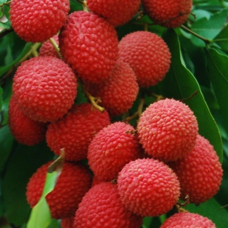 Tropikal Çeşit Liçi (Litchi) Meyve Fidanı
