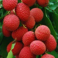 Tropikal Çeşit Liçi (Litchi) Meyve Fidanı