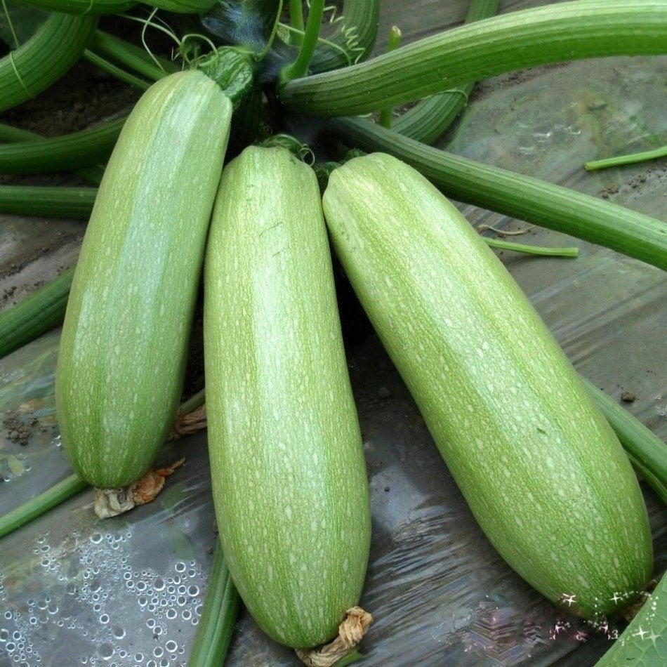 Özel Cucurbita Sakız Kabak Tohumu -5 Gram