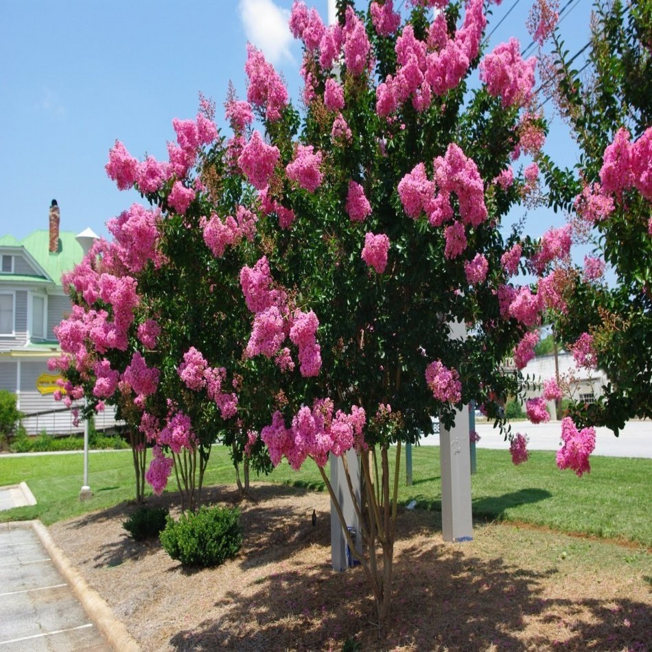 Tüplü Kokulu Pembe Çiçekli Oya Ağacı Fidanı (4-5 yaş 200-300 cm)