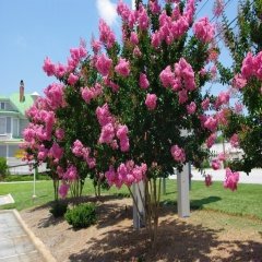 Tüplü Kokulu Pembe Çiçekli Oya Ağacı Fidanı (4-5 yaş 200-300 cm)