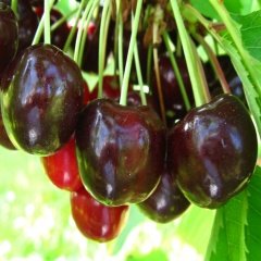 Tüplü İri Meyveli Noir De Guben Kiraz Fidanı