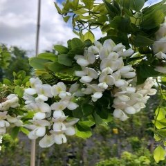 Tüplü Kokulu Beyaz Çiçekli Robinia Akasya Fidanı(150-200 cm)