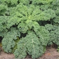 Siberian Kale Sebzesi (Kara Lahana) Tohumu -100 Tohum