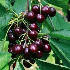 Tüplü Koyu Kırmızı Van Kiraz Fidanı