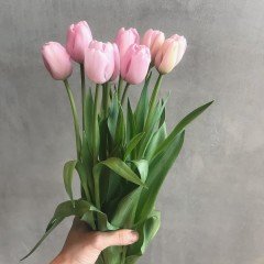 Ollioules Kapalı Pembe Beyaz Lale Soğanı (5 adet)