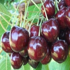 Tüplü Hızlı Gelişen Regina Kiraz Fidanı