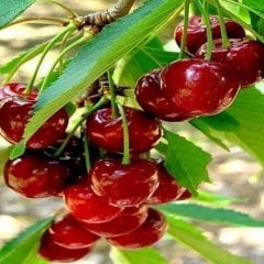 Tüplü Çok Verimli Star Giant Kiraz Fidanı