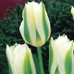 Yosun Green Lale Soğanı (5 adet)