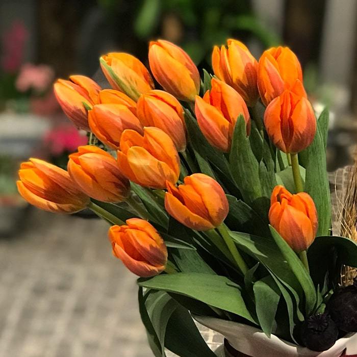 Ateş Turuncu Orange Cassini Lale Soğanı (5 adet)