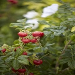 Tüplü Doğal Hollanda Rosa Rugoso Kuşburnu Fidanı