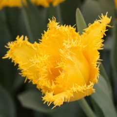 Flamenco Fırfırlı Sarı Lale Soğanı (5 adet)