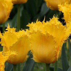 Flamenco Fırfırlı Sarı Lale Soğanı (5 adet)