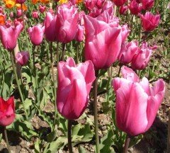 Miss Pembe Beyaz Zerafeti Uzun Boylu İri Kafa Lale Soğanı (5 adet)