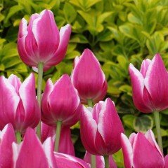 Miss Pembe Beyaz Zerafeti Uzun Boylu İri Kafa Lale Soğanı (5 adet)