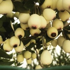 Tüplü Doğal Beyaz Yaban Mersini (Murt) Fidanı