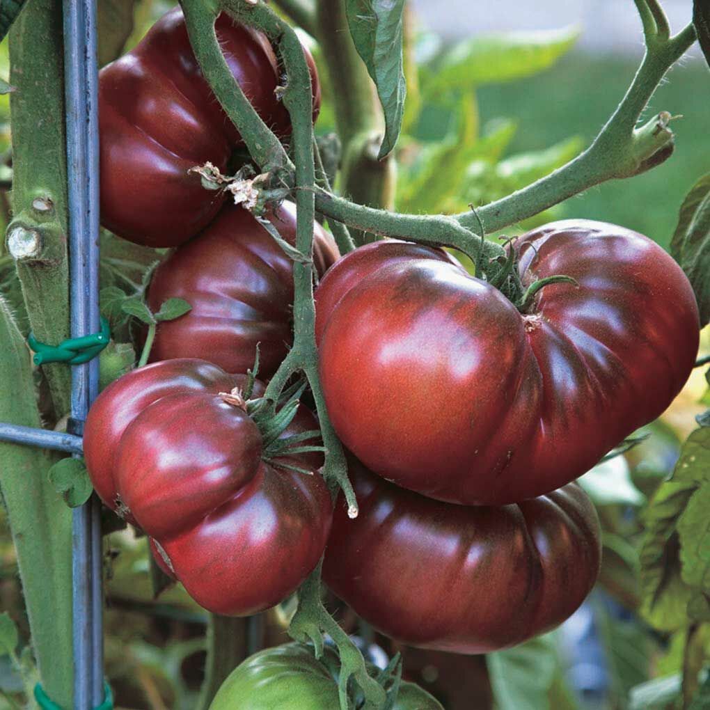 İri Etli Black Krim  Domates Tohumu (15 tohum)