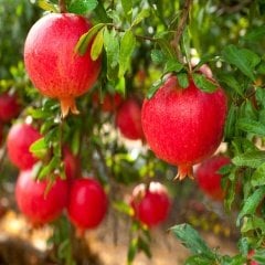 Tüplü Verimi Yüksek Deve Dişi Nar Fidanı