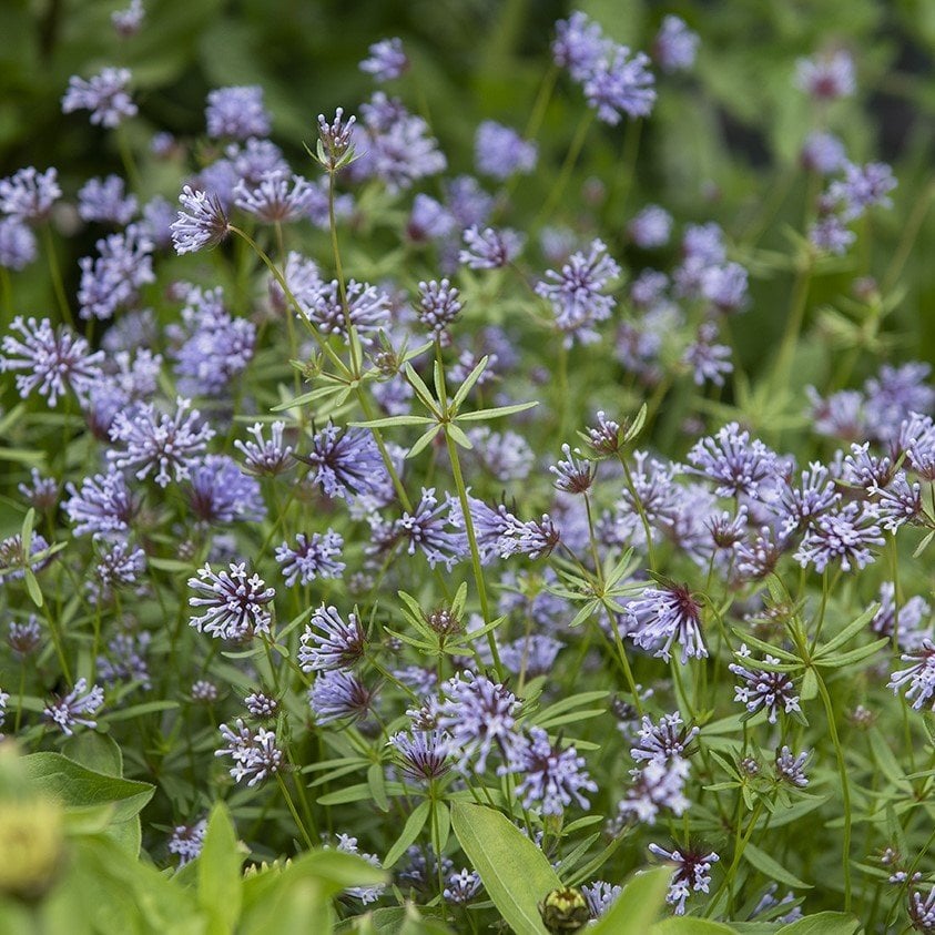 Asperula Odorata or Galium Odoratum İnce Otu Tohumu(10 tohum)