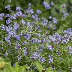 Asperula Odorata or Galium Odoratum İnce Otu Tohumu(10 tohum)