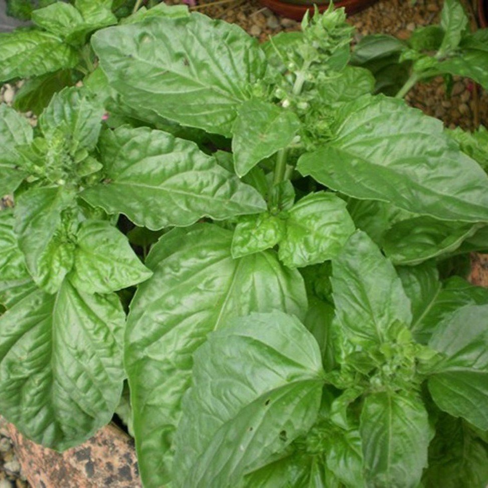Dik Gelişen Limon Fesleğen Tohumu(100 tohum)