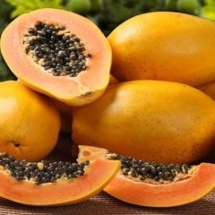 Tüplü Tropikal Papaya (Ağaç Kavunu) Fidanı (50-80 cm)