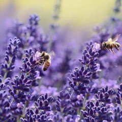 Lavandula Angustifolia Lavanta Çiçeği Tohumu(10 gram)