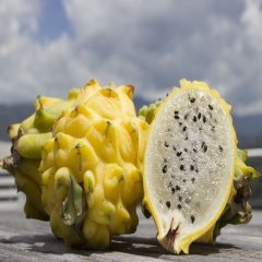 Tüplü Tropikal Egzotik Sarı Pitaya (Ejder Meyvesi) Fidanı