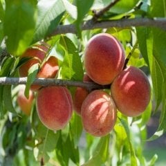 Tüplü Erkenci Transvalia Şeftali Fidanı