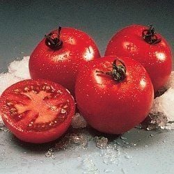 Doğal Floridade Domates Tohumu(20 tohum)