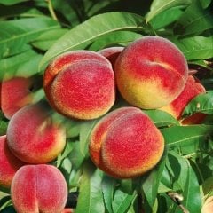 Tüplü Erkenci Flored Şeftali Fidanı