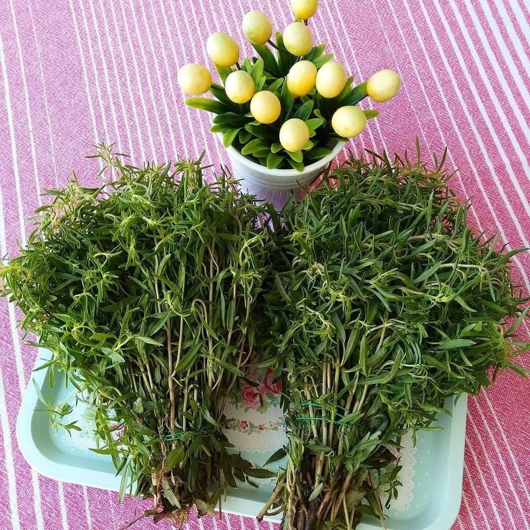 Naturel Zahter Kekiği Tohumu (200 tohum)