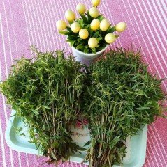Naturel Zahter Kekiği Tohumu (200 tohum)